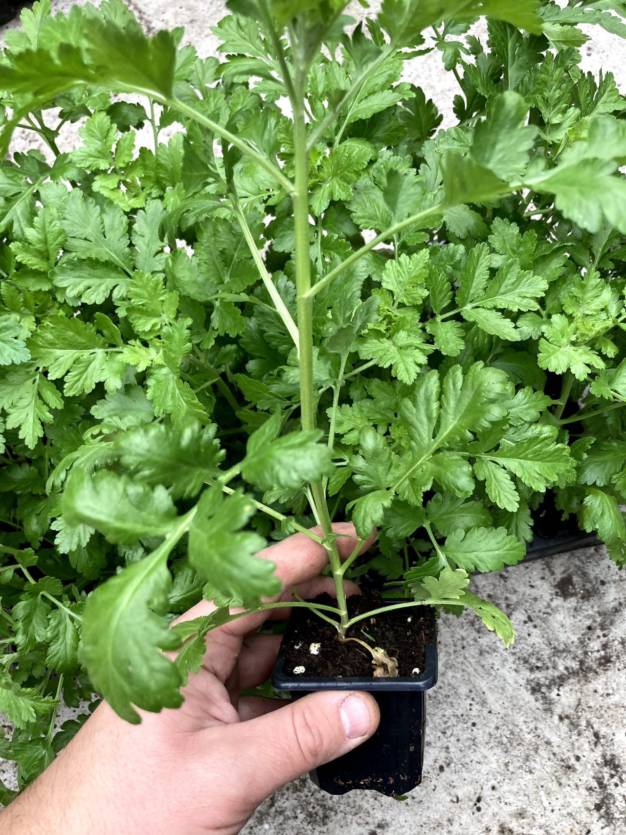 Reunuspietaryrtti Amero, Loukykvět