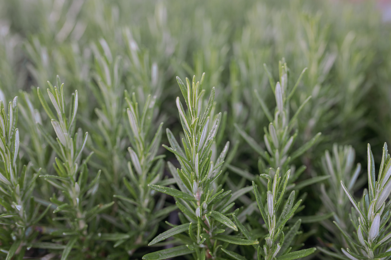 Rosmariini Hishtil Perigord, Loukykvět