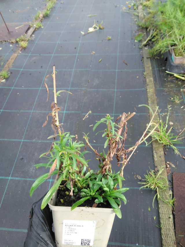 Asteri Pearla - 23. 10. 2025