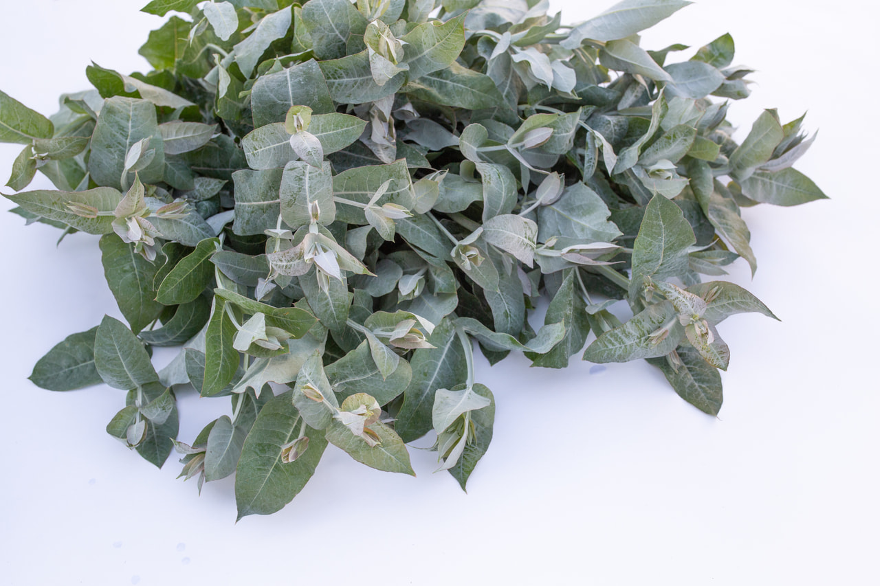 Eucalyptus Blue Gum, Loukykvět