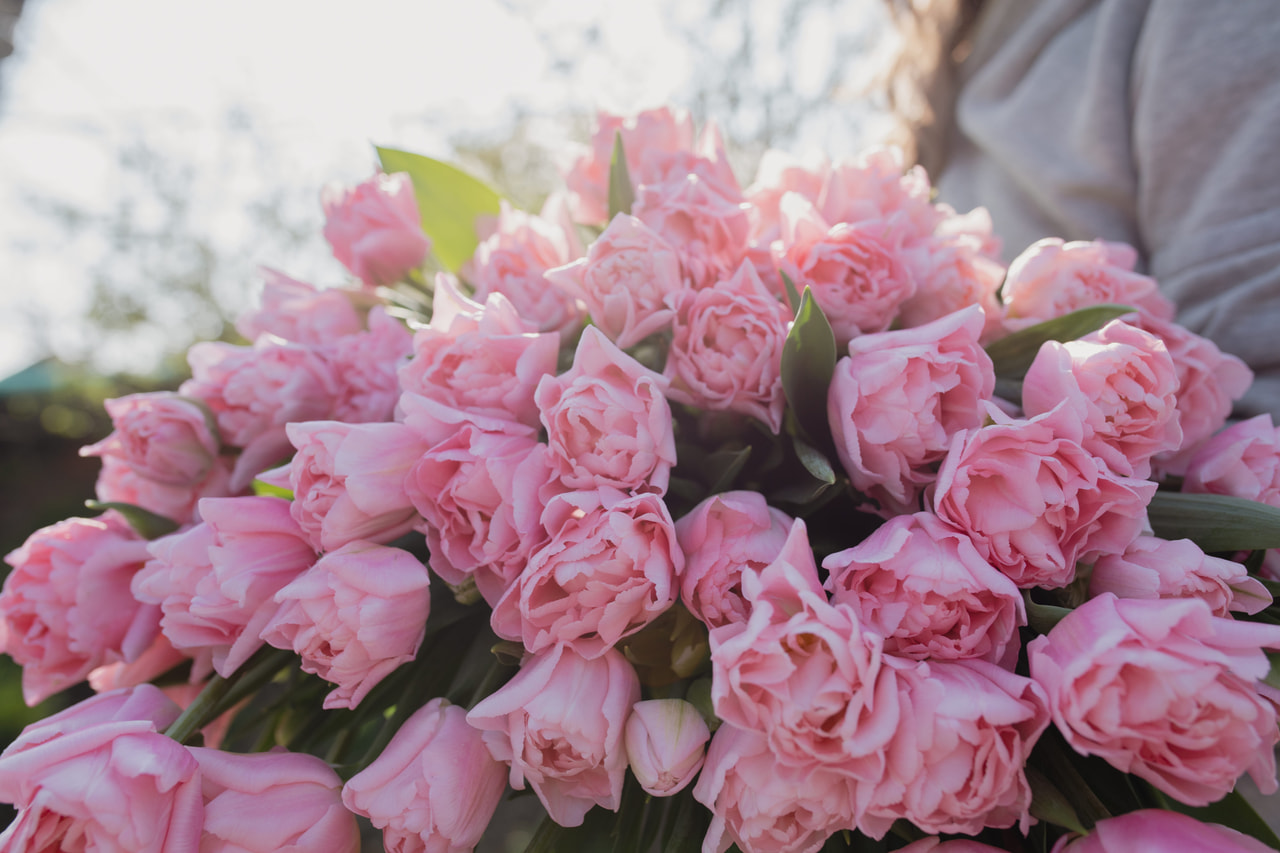 Tulppaani Dreamer, Loukykvět