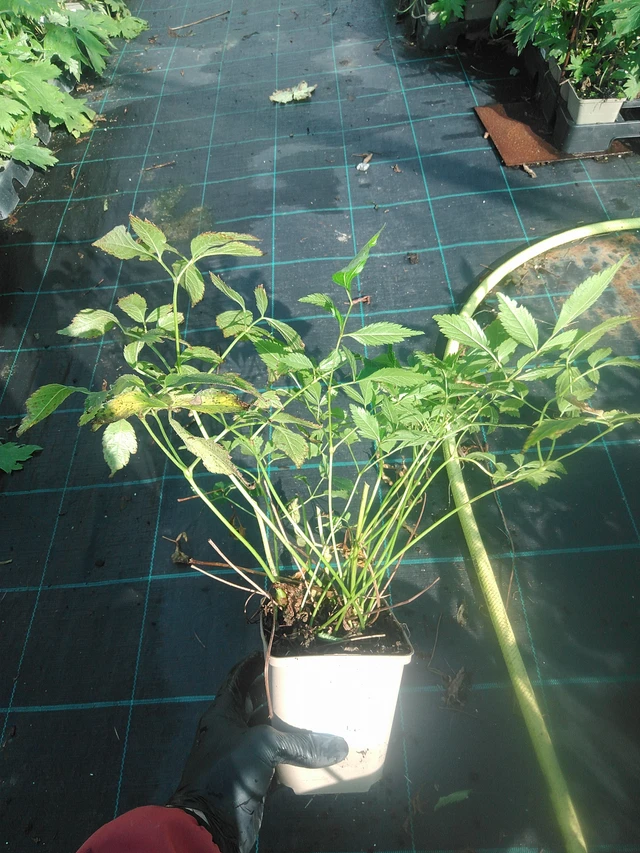 Jaloangervo Peaches and Cream - 13. 10. 2025