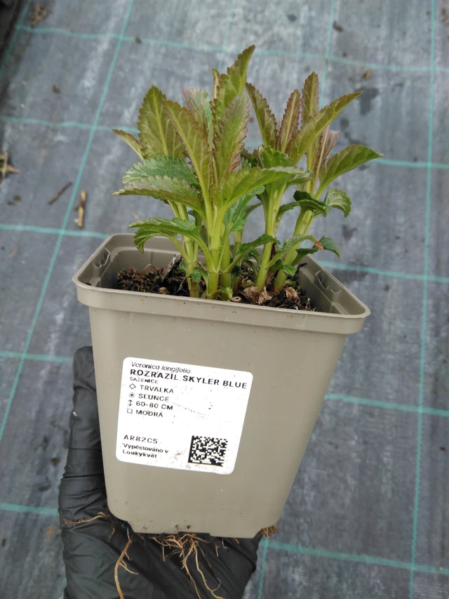 Tädyke Skyler Blue - 1. 4. 2026