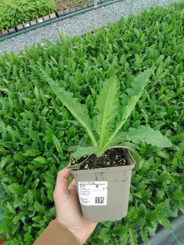 Idänunikko Coral Reef - 9. 6. 2025