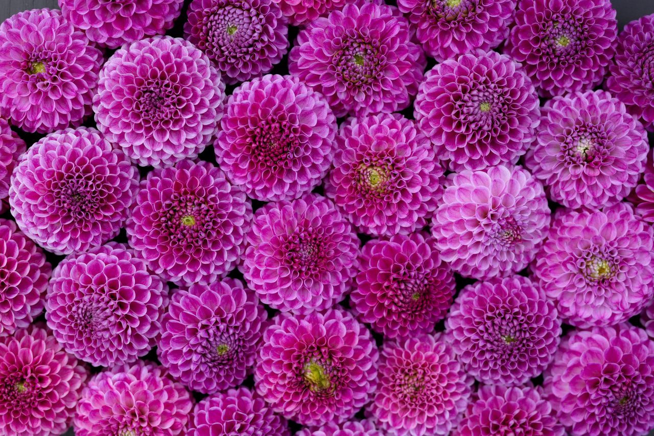 Daalia Franz Kafka, Loukykvět