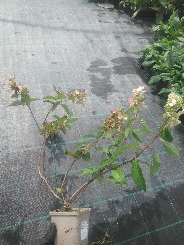 Syyshortensia Candlelight - 10. 9. 2025