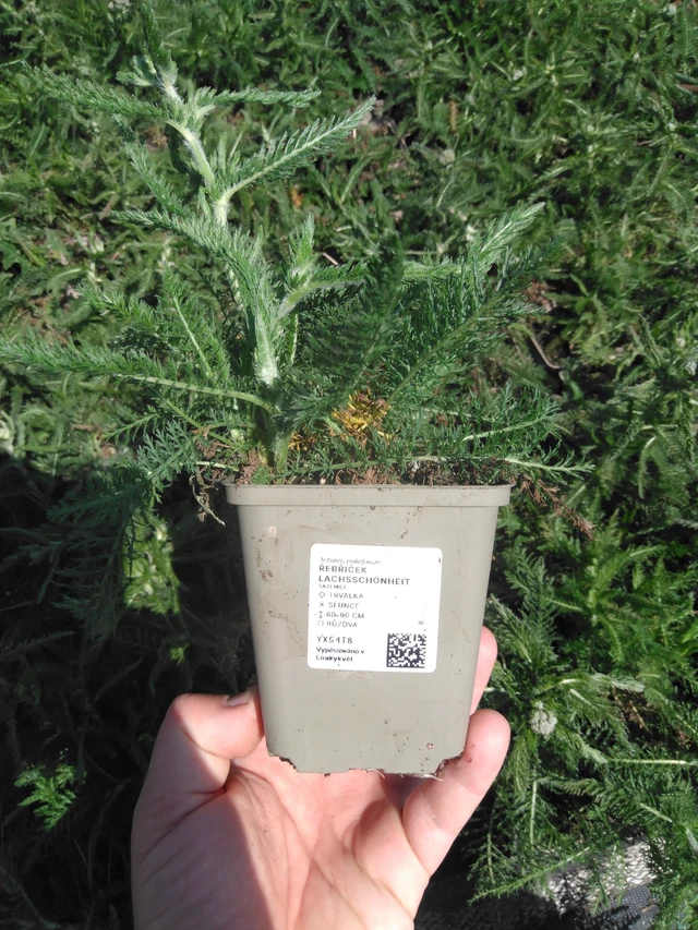 Siankärsämö Lachsschönheit - 13. 5. 2025