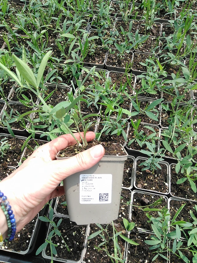 Tuoksuherne Pearl Mixture - 9. 6. 2025