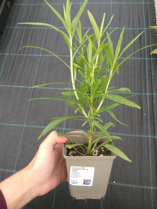 Vara de oro Solar Glory - 11. 7. 2025