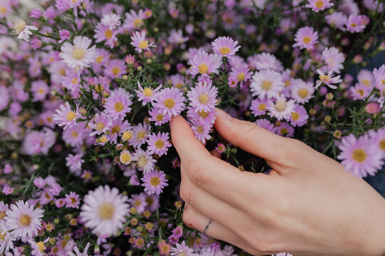 Asteri Claudia, Loukykvět