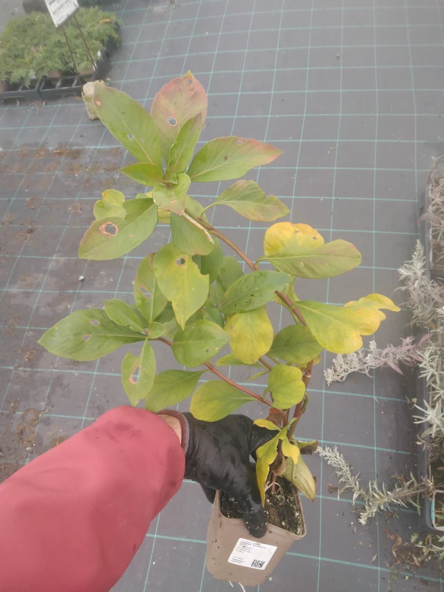 Valkoalpi - 23. 10. 2025