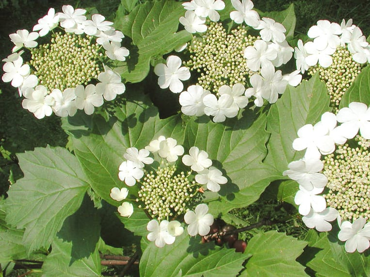 Viburnum Compactum, Loukykvět