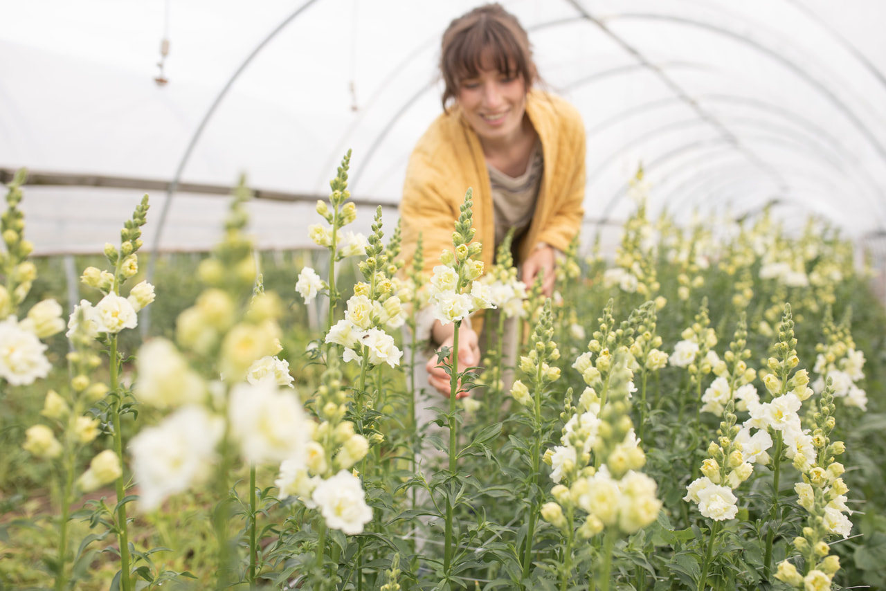 Leijonankita Snapstar White, Loukykvět