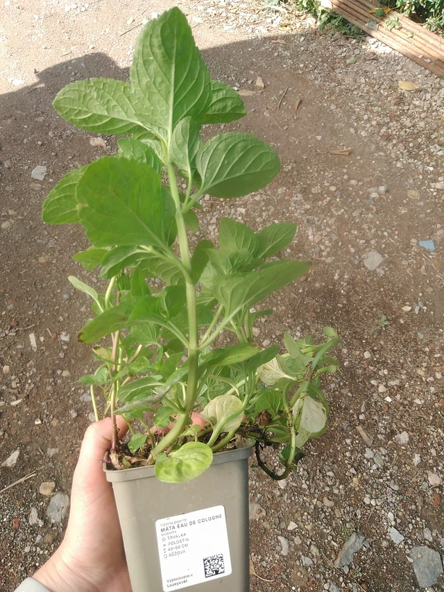 Minttu Eau de Cologne - 17. 7. 2025