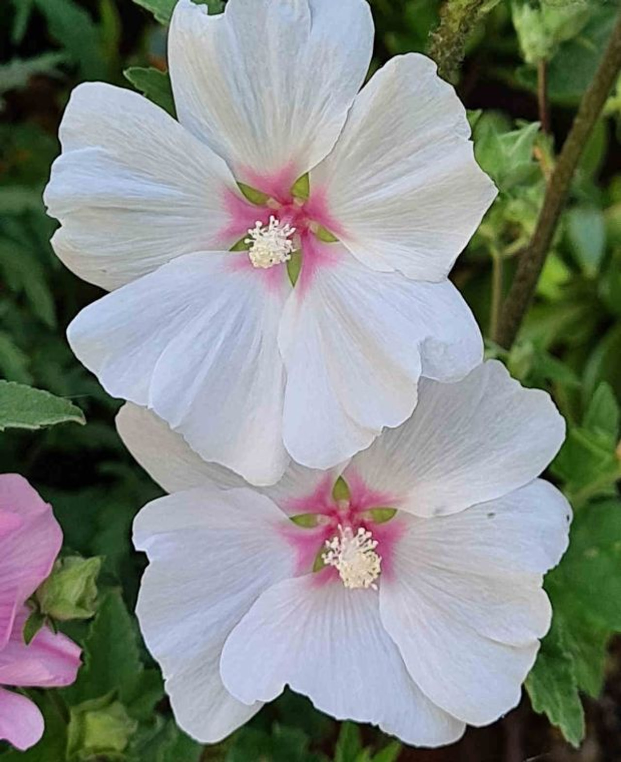 Kesämalvikki Blushing Bride, Loukykvět