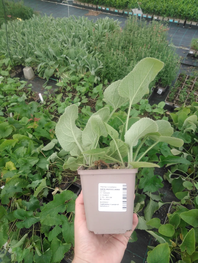 Phlomis Russeliana - 2024