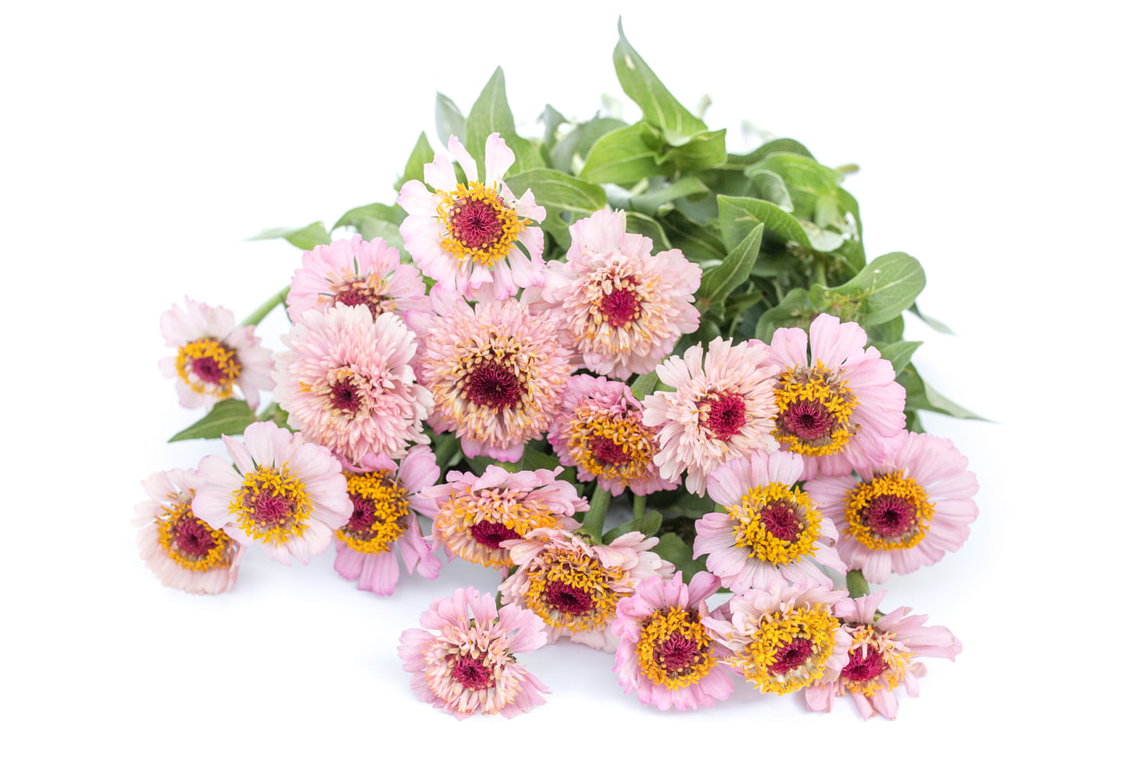 Tsinnia Zinderella Lilac, Loukykvět