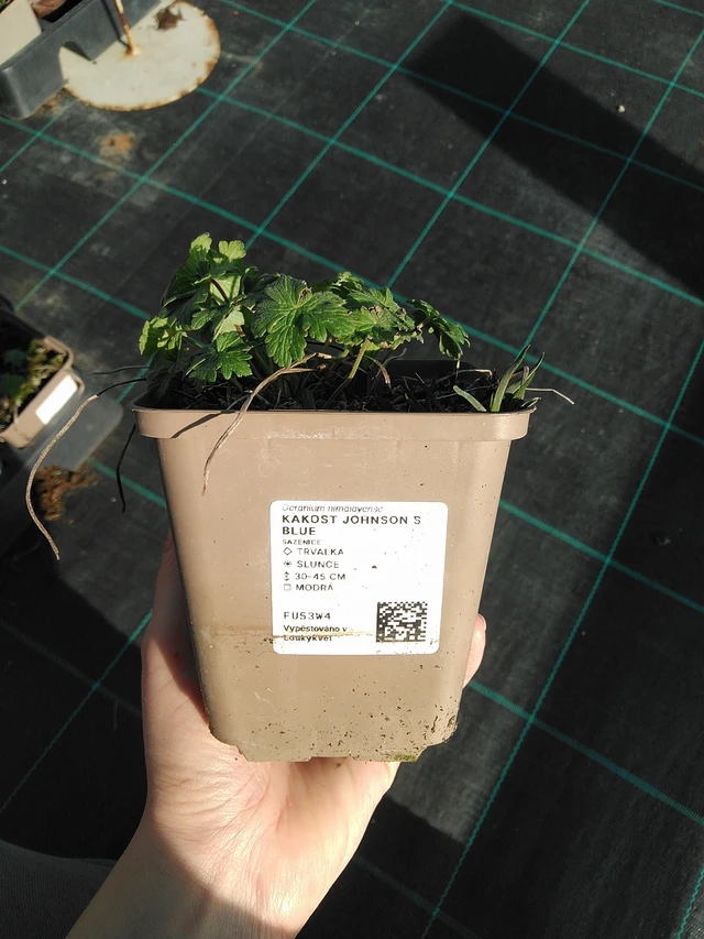 Kurjenpolvi Johnson ́s Blue - 7. 4. 2026