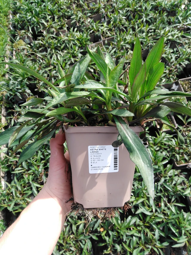 Syysasteri White Ladies - 2024