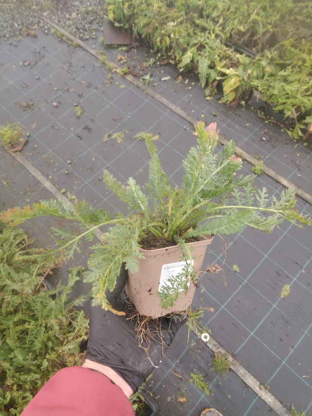 Siankärsämö Alabaster - 23. 10. 2025