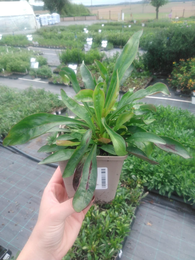 Partapipo Twizzle Scarlet - 2024