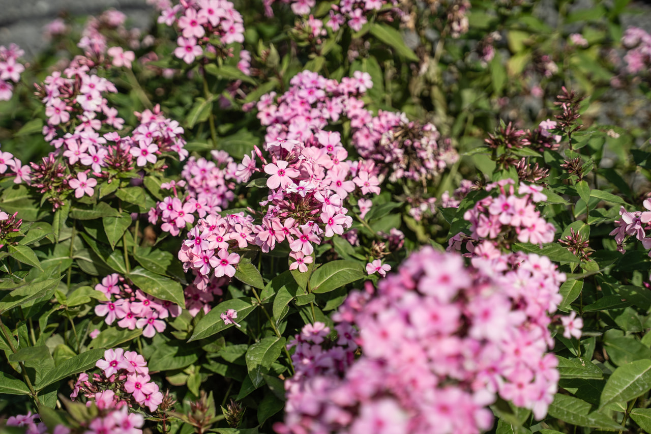 Leimu Sweet Summer Melody, Loukykvět