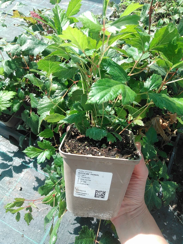 Astilbe Fanal - 11. 8. 2026