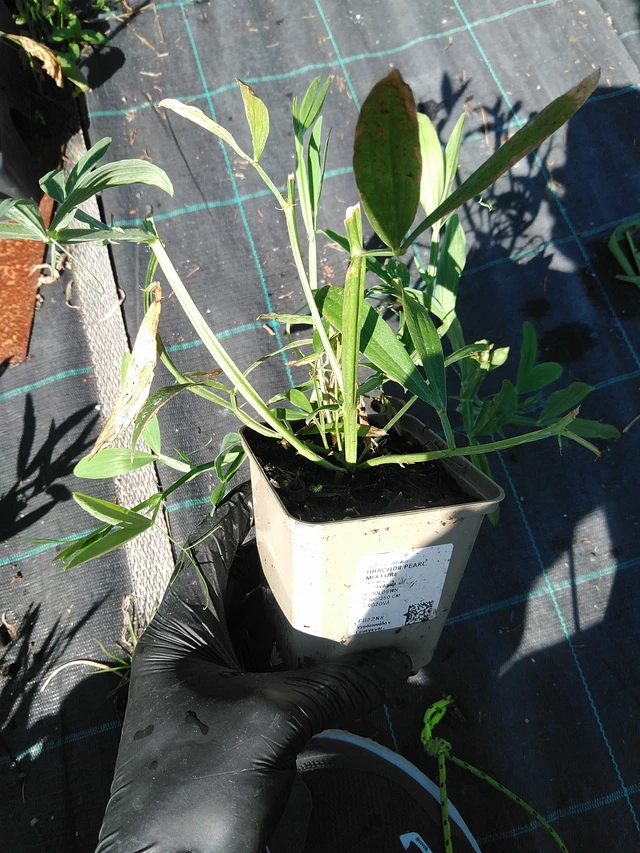 Tuoksuherne Pearl Mixture - 19. 8. 2025