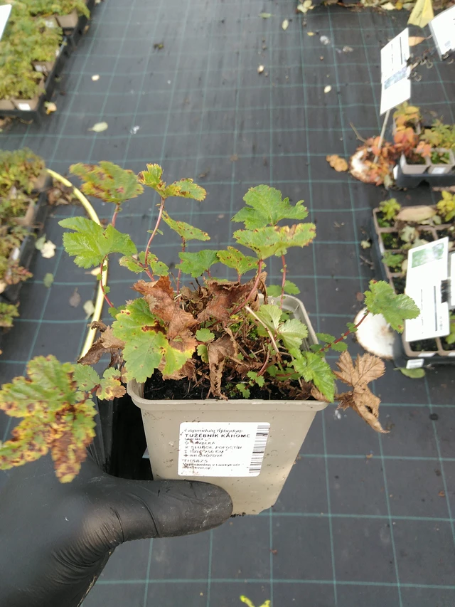 Filipendula Kahome - 31. 10. 2025