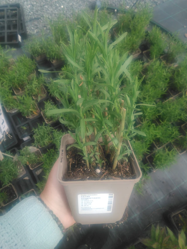 Asteri Schneetanne - 2024