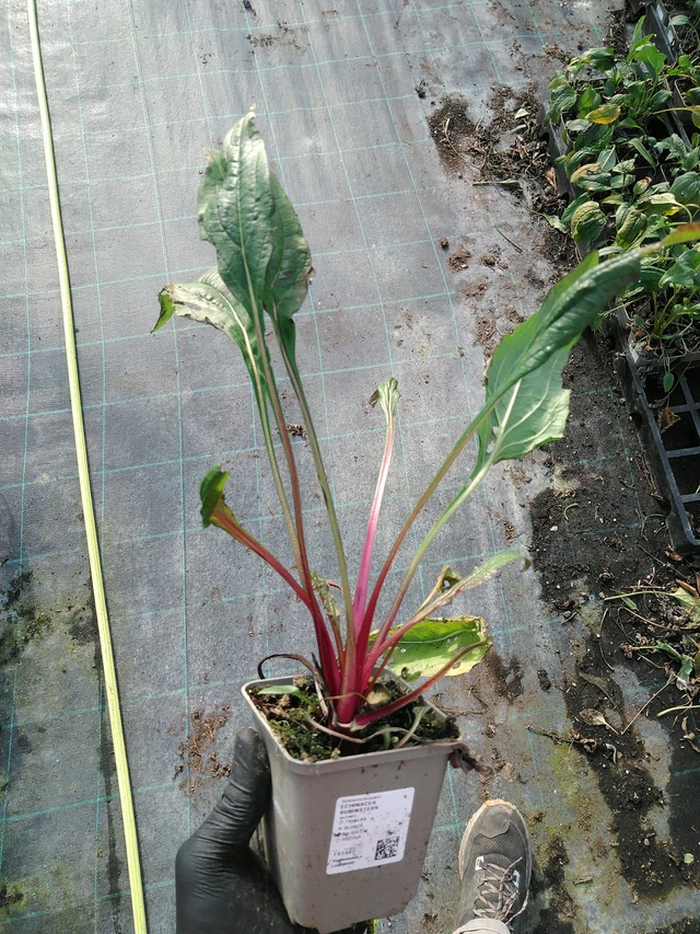 Punahattu Rubinstern - 31. 10. 2025