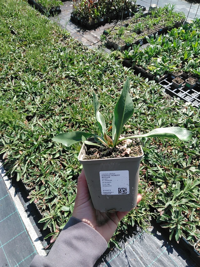 Estatice Robert Butler - 13. 5. 2025