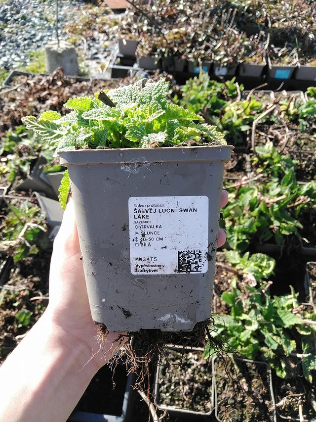 Salvia pratensis Swan Lake - 7. 4. 2026