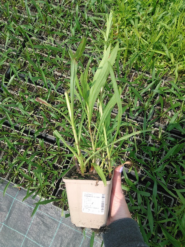 Piisku Romantic Glory - 9. 6. 2025