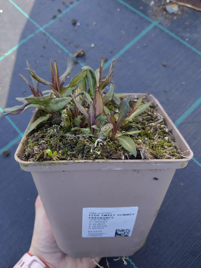 Syysleimu Sweet Summer Fragrance - 27. 3. 2026