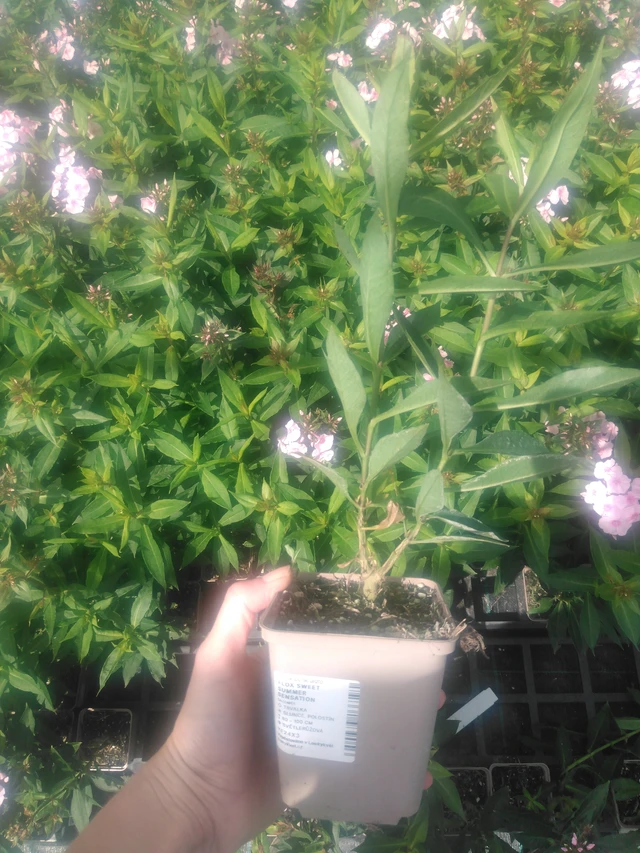 Syysleimu Sweet Summer Sensation - 2024