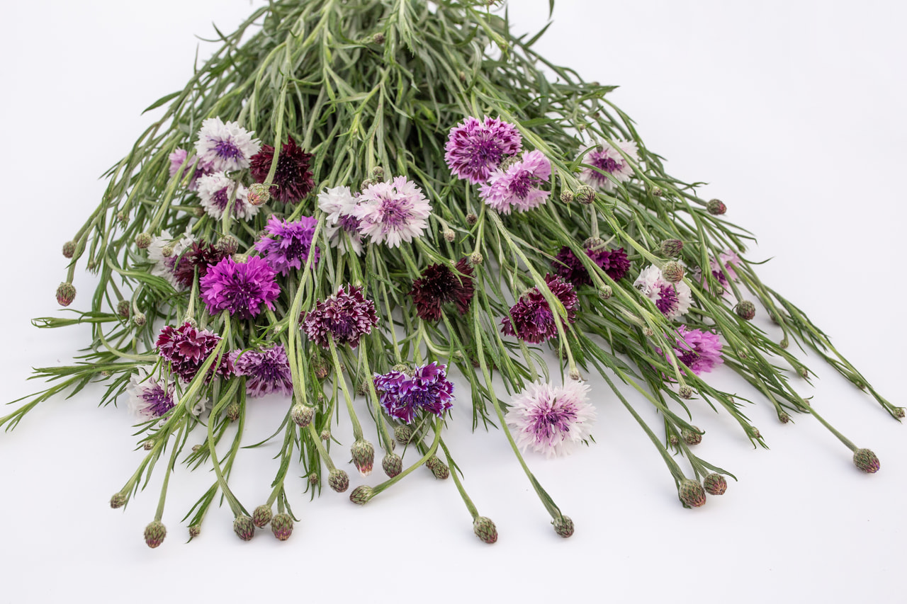 Aciano Classic Magic, Loukykvět