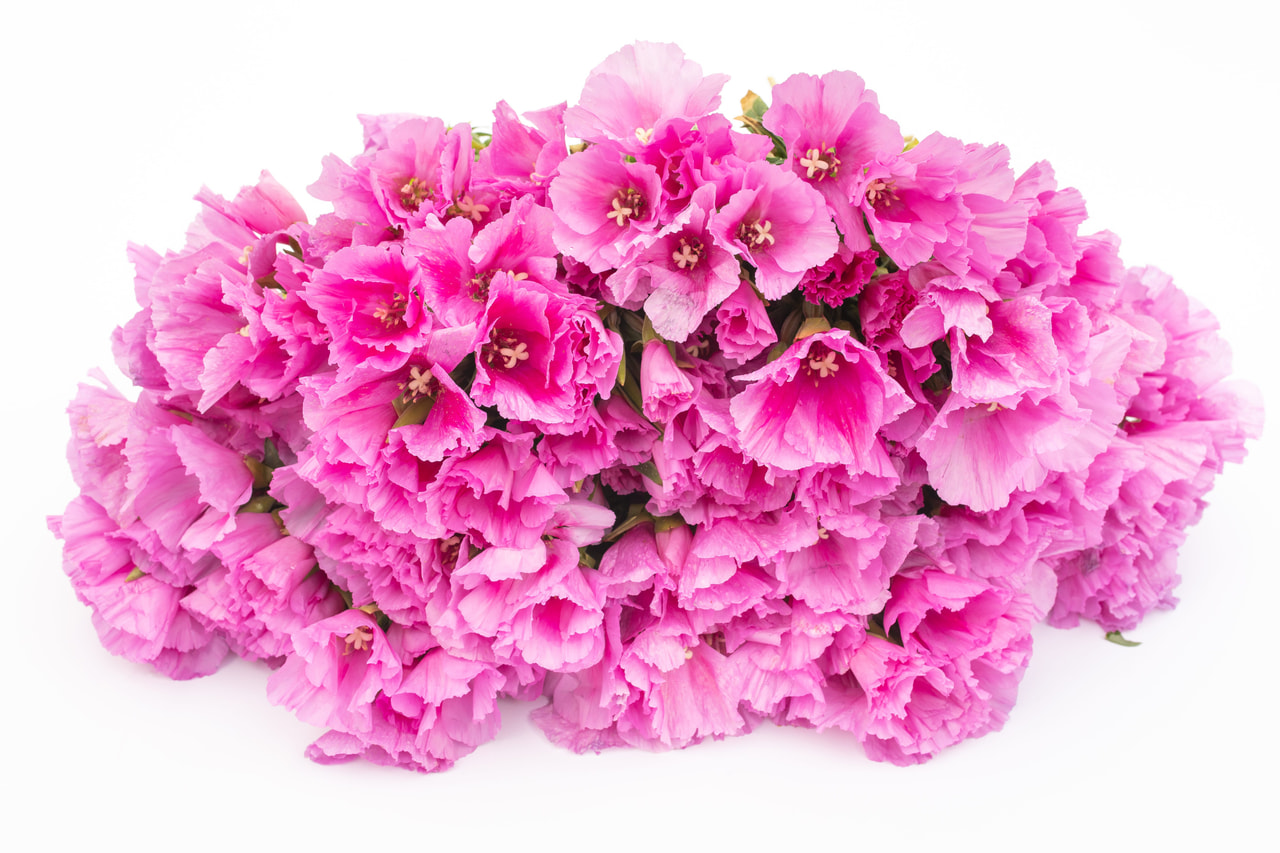 Clarkia Grace Lavender, Loukykvět