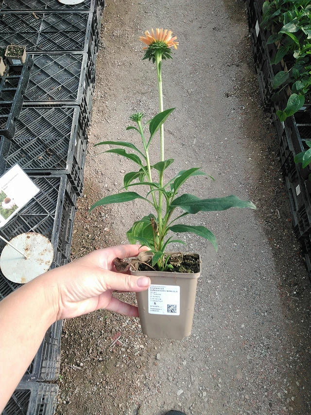Echinacea SunSeekers Mineola - 19. 8. 2025