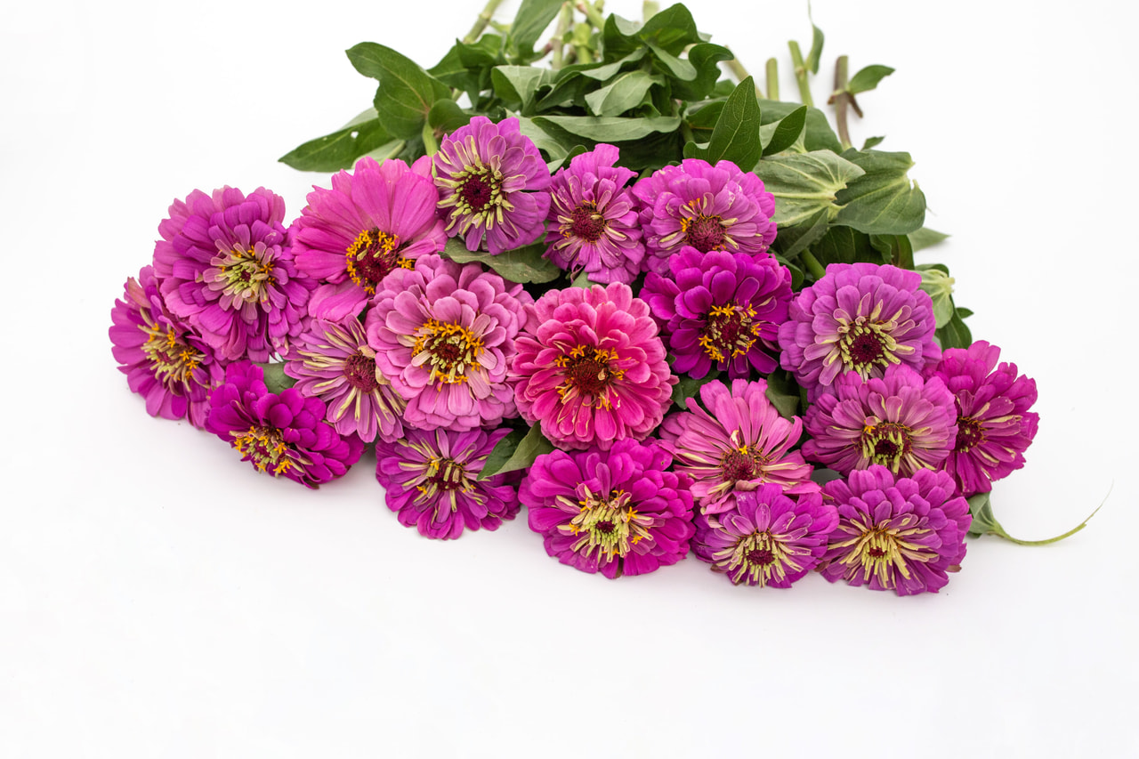 Tsinnia Benary’s Giant Lilac, Loukykvět