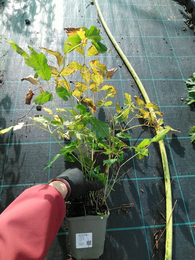 Jaloangervo Diamant - 31. 10. 2025