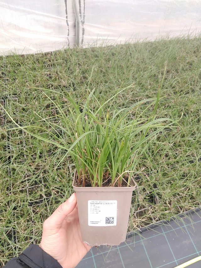 Luhtavilla - 20. 4. 2026