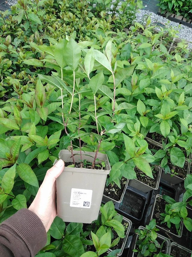 Leimu Winnetou - 9. 6. 2025