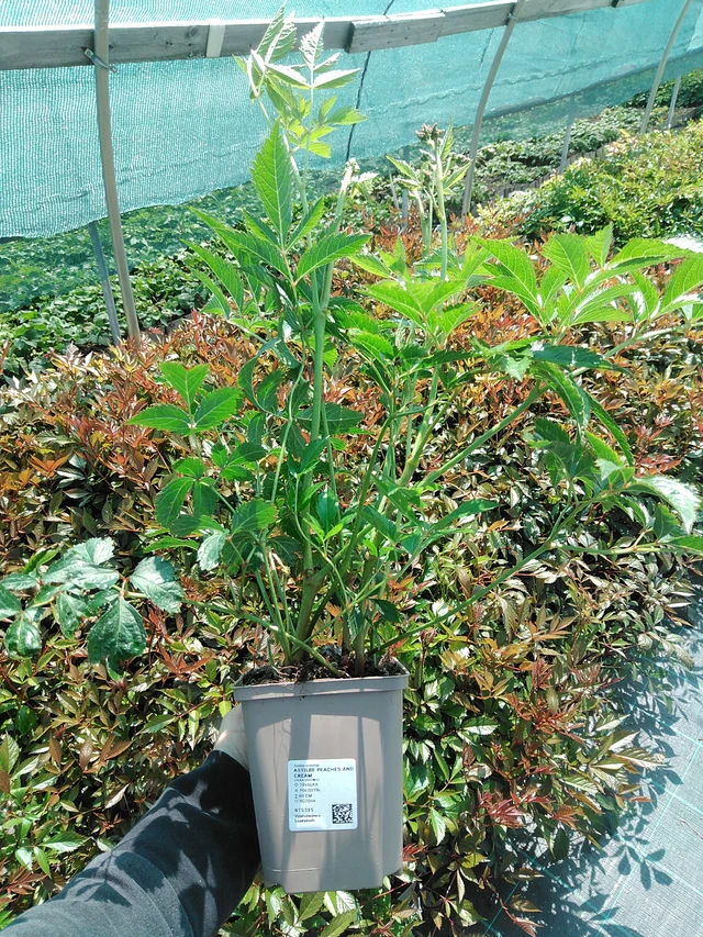 Jaloangervo Peaches and Cream - 13. 5. 2025