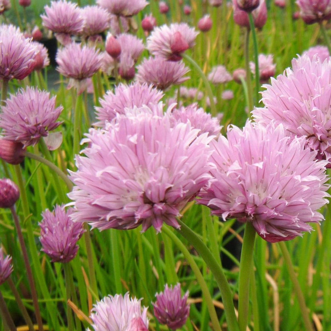 Cebollino, Loukykvět