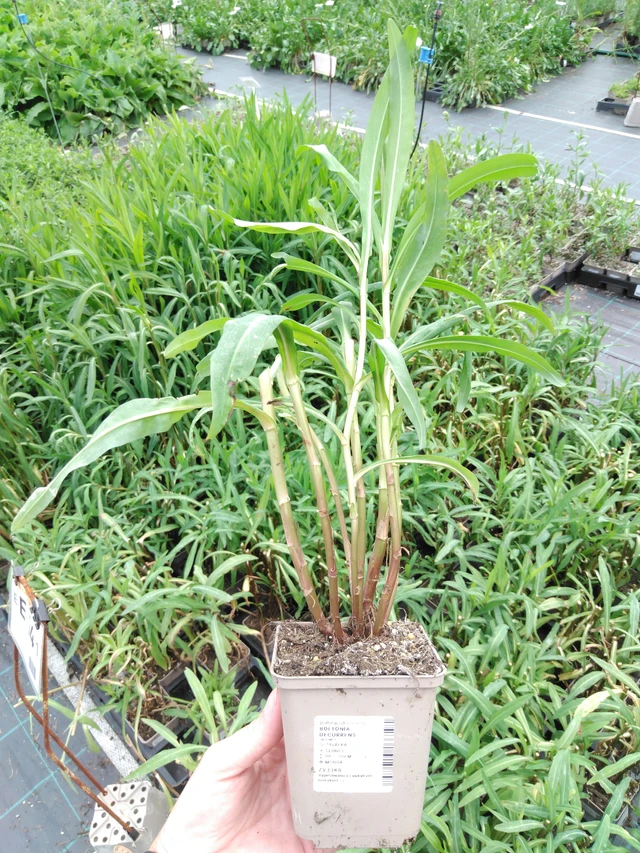 Boltonia decurrens - 2024