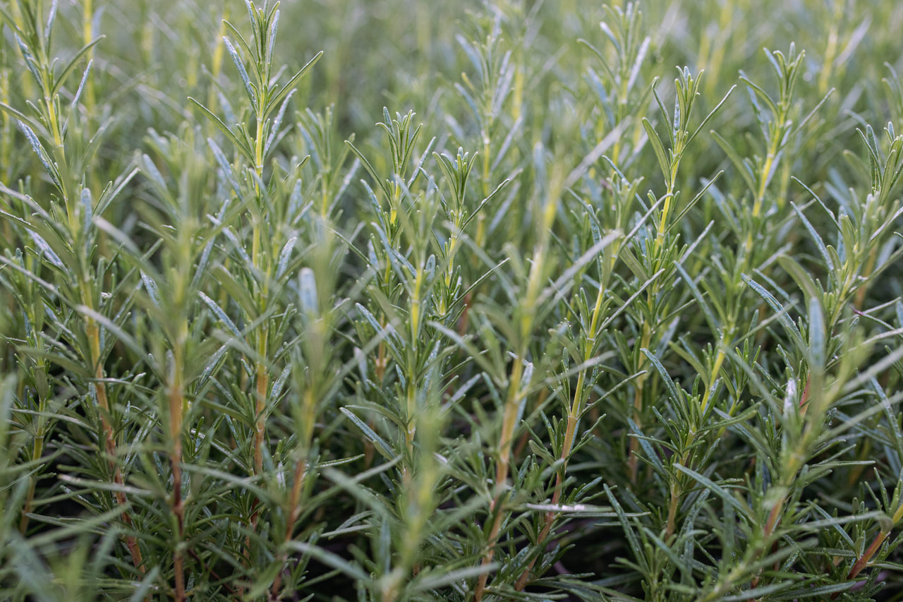 Romero Upright Pink, Loukykvět