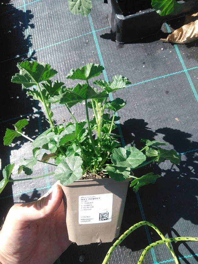 Malva moschata - 30. 6. 2025