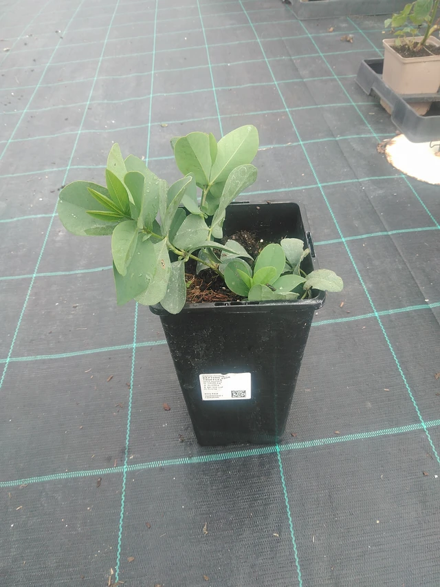 Baptisia Pink Truffles - 10. 9. 2025