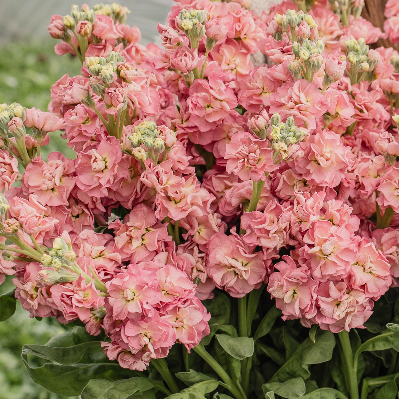 Stock StoX Antique Rose, Loukykvět